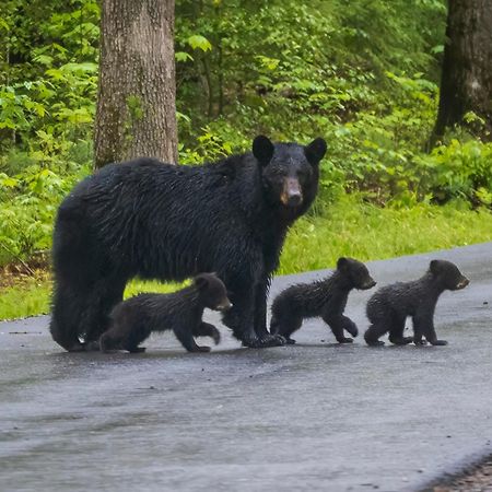 Majestic View Lodge, Amazing Views, Hot Tub, 1089 Free Tickets Each Paid Day, Dollywood And More Gatlinburg Exterior foto
